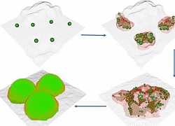 Vi khuẩn có xu hướng hình thành các loại màng sinh học