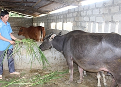 Vỗ béo cho "đầu cơ nghiệp", nhà nông xứ Tuyên lãi 3-5 triệu/con