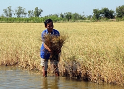 Đây là thứ giúp dân miền Tây thoát ám ảnh khát cháy: Bẫy nước ngọt