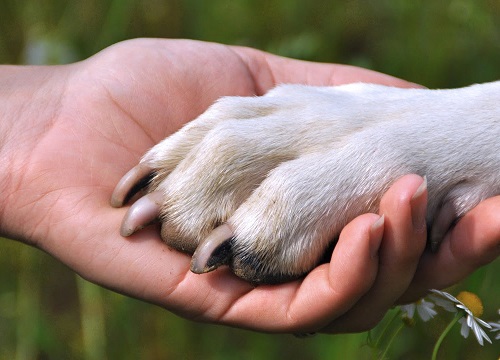 Hình ảnh 2 chú chó trung thành, lếch thếch tha rổ hoa quả phía sau người chủ nghèo: Dù khốn khó nhưng có nhau là đủ rồi!