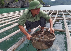 Nuôi ngao 2 cùi từng xôn xao lãi tiền tỷ, giờ ai không nuôi lại may