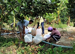 Tiền Giang chi trên 32,1 tỷ đồng " giải cứu cây sầu riêng"