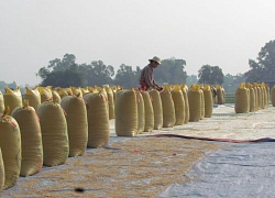 Vì sao Trung Quốc đột nhiên tăng mua gạo từ Việt Nam?