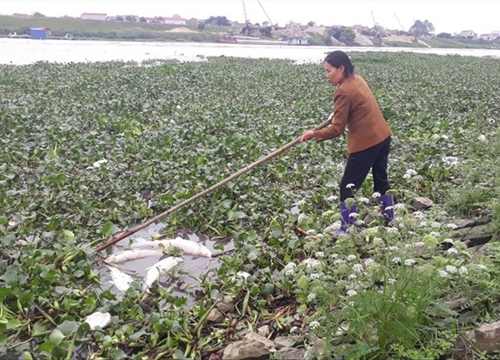 Cá chết trắng trên sông Cầu: Dân mất tiền tỷ