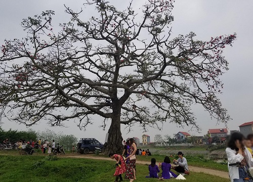 Cây gạo trong phim "Cô gái nhà người ta" nổi tiếng một thời nay trở nên xác xơ, bị phá hoại khiến dân mạng phải lắc đầu ngao ngán