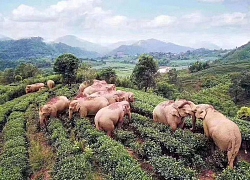 Thực hư câu chuyện đàn voi đột nhập vào ngôi làng đang bị phong tỏa vì dịch Covid-19 để kiếm ăn nhưng uống nhầm 30kg rượu ngô rồi say bét nhè