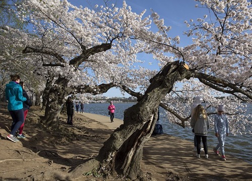 Người dân tranh thủ đi ngắm anh đào nở ở Washington