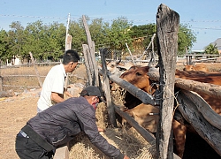 Vay vốn nuôi bò, trồng nho, nhà nông hết khó