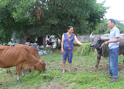 Hà Tĩnh: Liên kết nuôi trâu bò, trồng rau hội viên nhanh giàu