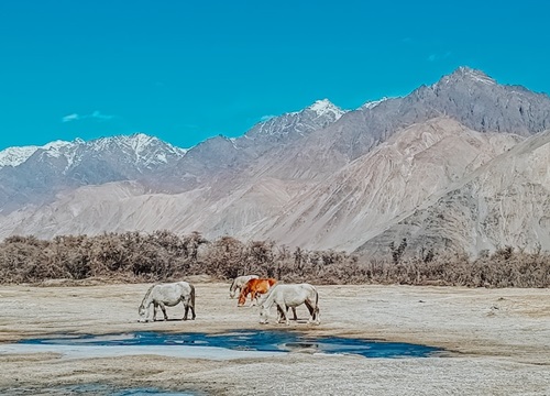 Những trải nghiệm không dành cho những người thích an nhàn tại Ladakh - 'Tiểu Tây Tạng' của Ấn Độ