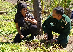 Trồng thứ sâm dây, chị em ở đây đổi đời