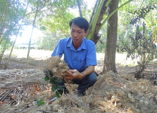 Cà Mau: Đào củ lùn trông như trứng gà so, thương lái khuân sạch