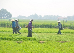 Nổi khổ trồng rau má, rau bổ mát phải "đứng đồng" vì dịch Covid-19