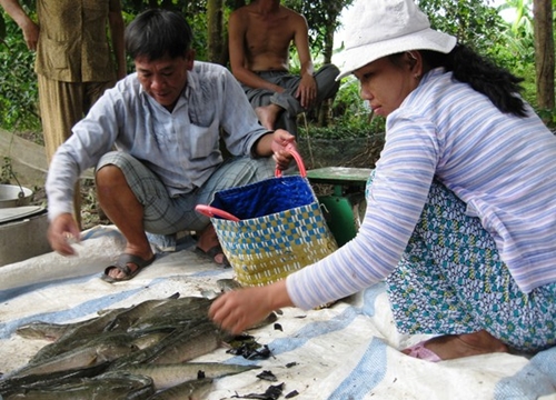 Nước mặn tấn công, cá lóc tuột nhớt chết tràn lan ở Trà Vinh