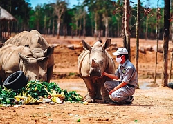 Tê giác trắng châu Phi nặng hơn 60kg vừa chào đời tại Vinpearl Safari