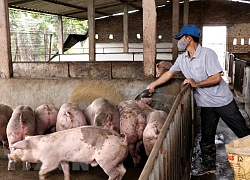 Dịch tả lợn châu Phi tái xuất hiện ở Hòa Bình, gây nhiều thiệt hại