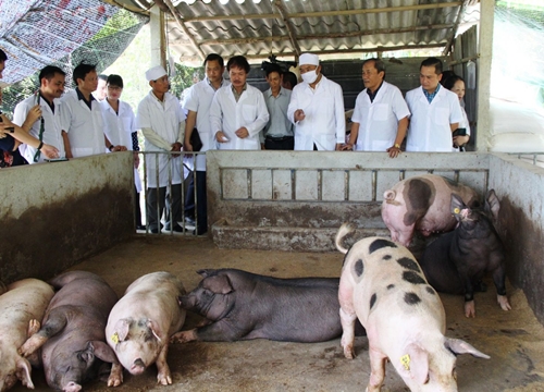 Giá heo hơi hôm nay 29/4: Trung Quốc tăng mua lợn giống nên khan hàng, thịt nhập 60.000đ/kg