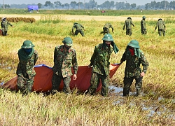 Huế: 11.000 ha lúa thiệt hại, Chủ tịch tỉnh xuống đồng động viên nông dân