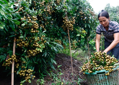 Nông nghiệp chủ động "đón sóng" thị trường sau dịch Covid-19