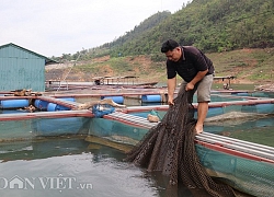 Nuôi thứ cá đặc sản trên "vịnh Hạ Long" Tây Bắc, lãi 300 triệu/năm