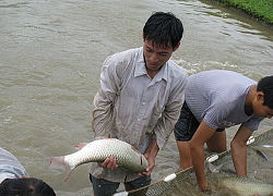 Ở nơi này, dân khá giả lên nhờ nuôi cá to bự chuẩn VietGAP