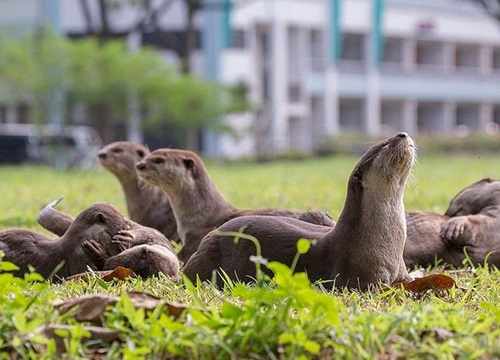 Rái cá hoang dã phát triển mạnh mẽ giữa Singapore