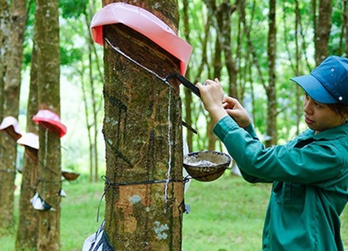 Tập đoàn cao su (GVR) báo lãi 336 tỷ đồng trong quý 1, tăng 7% so với cùng kỳ