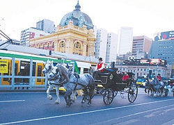 Lóc cóc vó ngựa ở Melbourne