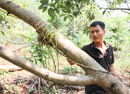 Biến vườn thành rừng, trai trẻ Đắk Lắk làm ra thứ cà phê chất lừ