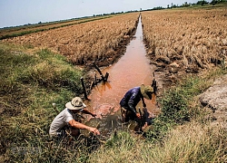 ĐBSCL: Gia tăng sản xuất sau hạn, mặn