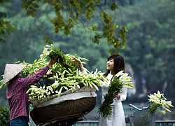 Hoa loa kèn xuống phố, gợi nhớ về tháng Tư xưa