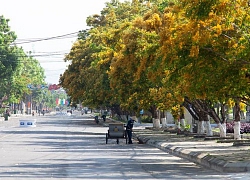 Ngắm hoa sưa vàng rực phố Tam Kỳ