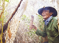 Thợ gác kèo ong rừng U Minh tiết lộ cách làm mắm ong non lạ miệng