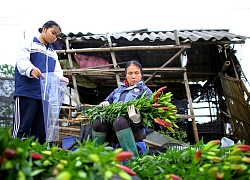 "Thủ phủ" hoa tại Hà Nội nở rộ giữa dịch COVID-19: Tưởng thắng vụ mà thành bại, hoa cười nhưng người khóc