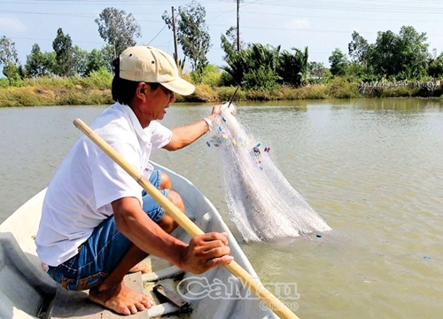 Bắt cá rô phi trong vuông tôm, bán vèo cái đã hết mấy chục ký