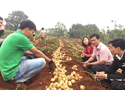 Đắk Nông: Trồng giống khoai tây của xứ Hàn, nông dân thắng lớn