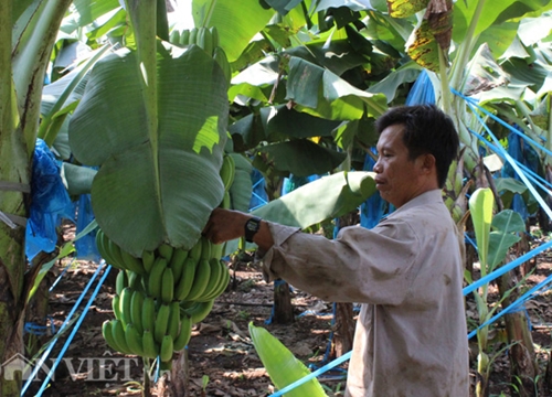 Dịch Covid-19: Dân châu Âu đổ xô mua chuối ăn dần, cơ hội cho Việt Nam