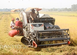 Giá nếp tăng cao, nông dân vẫn thấp thỏm lo khó tiêu thụ