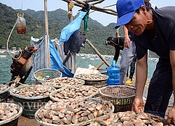 "Giải cứu" nông thuỷ sản không xuể, tỉnh Quảng Ninh bàn kế lâu dài