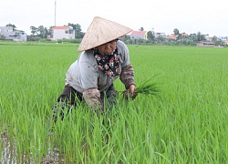 Nhu cầu gạo tăng, Bộ Nông nghiệp quyết bảo vệ 1,1 triệu ha lúa xuân