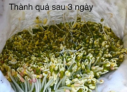 Ở nhà dài ngày, mẹ đảm Hà Nội mách cách làm giá tại nhà vừa nhanh vừa đảm bảo chất lượng chỉ với một ít đỗ và các dụng cụ đơn giản trong nhà bếp