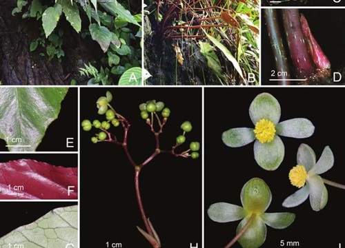 Phát hiện thêm 4 loài thực vật mới ở Việt Nam