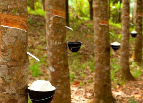 Cao su Tây Ninh (TRC) báo lợi nhuận quý 1/2020 tăng gấp 5 lần cùng kỳ