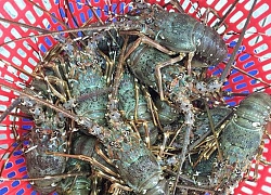 Nóng tuần qua: Tôm hùm, tôm sú rớt giá rẻ chưa từng có, gà chỉ còn 8.000 đồng/kg