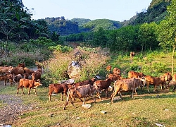 Lọt vào thung lũng hoang vắng chỉ thấy bò, dê, đếm không xuể