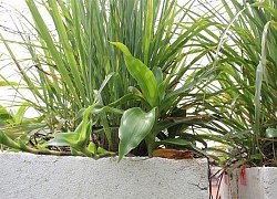 Mẹo khiến muỗi chết cả đàn chỉ với một lon bia, hiệu quả hơn dùng bình xịt