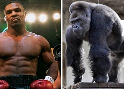 Mike Tyson cực điên: Trả 10.000 đô la để đánh nhau với khỉ đột