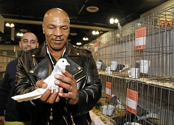 Mike Tyson và sợi dây liên kết khó tin với những chú chim bồ câu: Là mối tình đầu, là cứu cánh trong giai đoạn đen tối mà "chỉ muốn giết người"