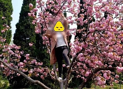 Người dân Trung Quốc không đeo khẩu trang, đổ xô đi ngắm hoa sau đại dịch