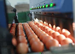 Sốc: Dân Anh trước khi cách ly đã chi 110 triệu USD để mua trứng gà